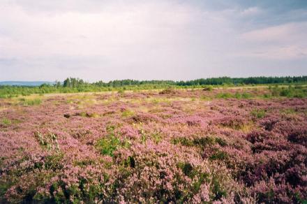 Culloden Schlachtfeld, Moor, 30kB